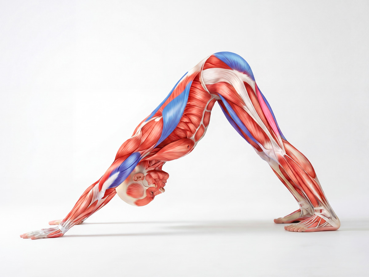 Анатомия мышц Адхо Мукха Шванасана Собака мордой вниз